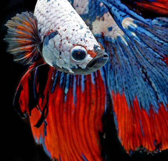 Betta splendens