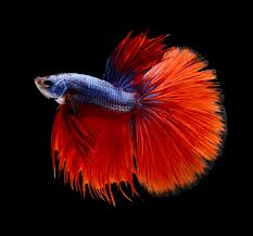 Betta splendens - rozvetvená plutba