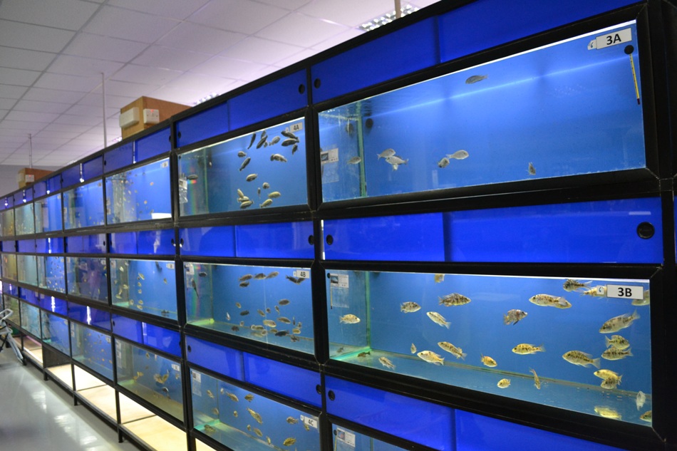 Betta splendens - obchod